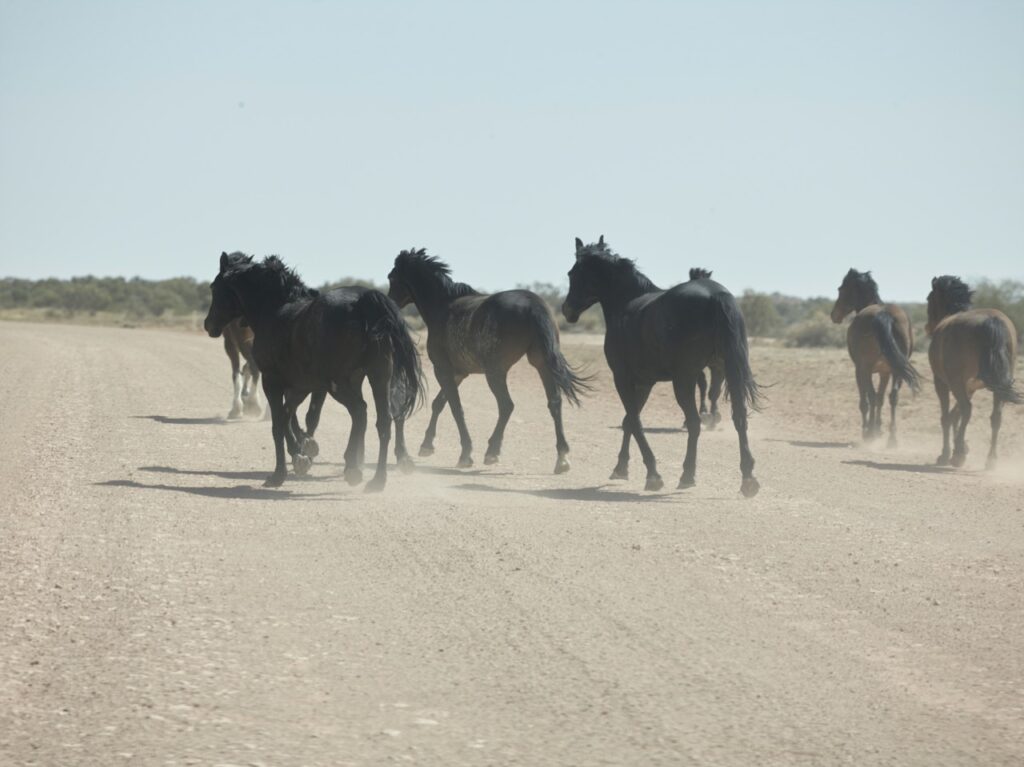 Six horses walk across a dusty, unpaved road in a barren landscape under a clear blue sky.