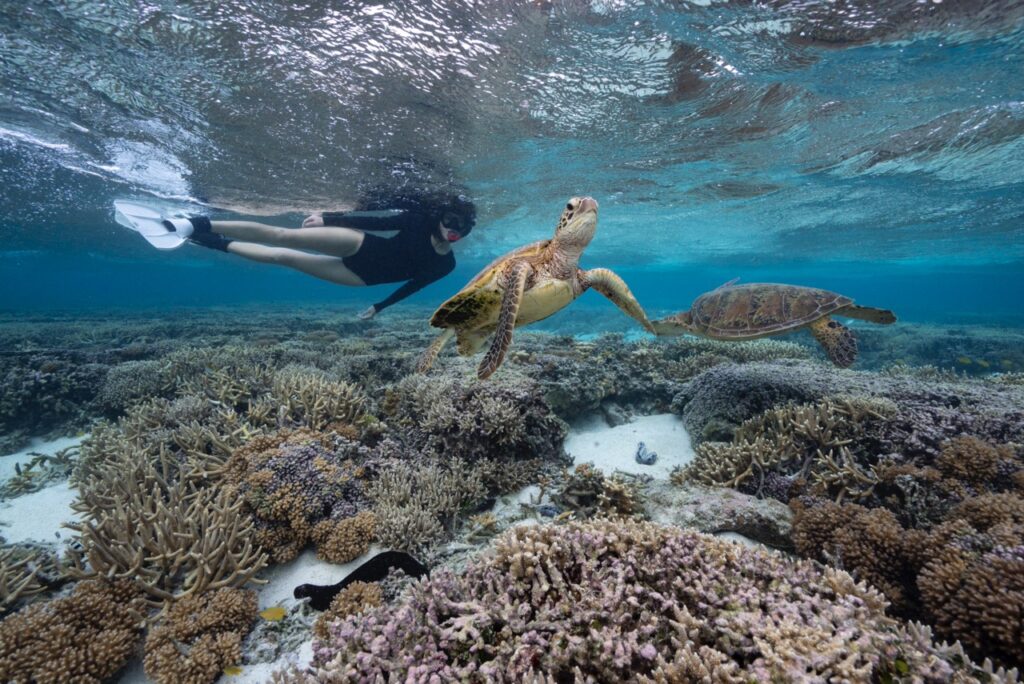 A snorkeler swims alongside two sea turtles over a coral reef in clear, shallow water.