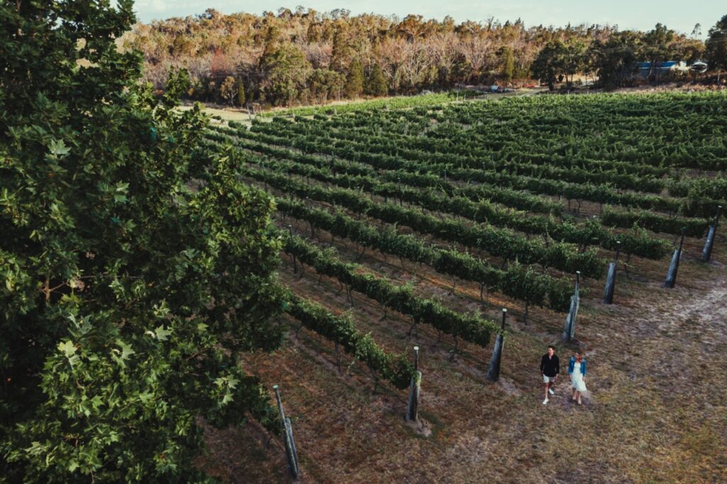 Two people walk along a path beside rows of grapevines in a large vineyard with a wooded area in the background.