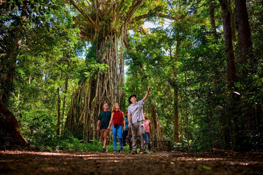 A guide in a hat gestures upwards as he leads three people walking through a dense forest with a large tree in the background.