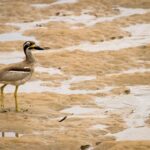 A bird with yellow legs and a black-and-white face stands on a muddy, waterlogged surface with patches of shallow water.