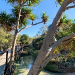 A wooden footbridge runs alongside a clear, shallow stream bordered by pandanus trees and dense green vegetation under a bright blue sky.