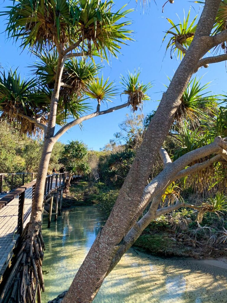 A wooden footbridge runs alongside a clear, shallow stream bordered by pandanus trees and dense green vegetation under a bright blue sky.