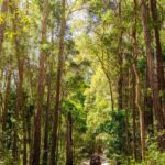 A red SUV drives down a sandy dirt road surrounded by tall, dense trees in a sunlit forest.