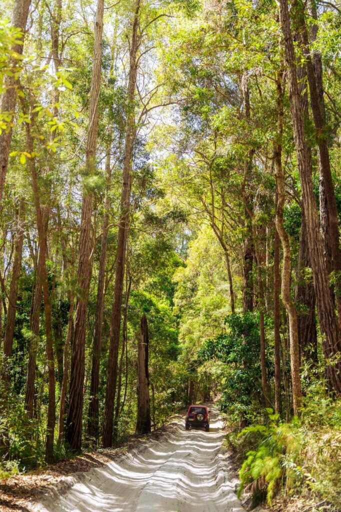 A red SUV drives down a sandy dirt road surrounded by tall, dense trees in a sunlit forest.