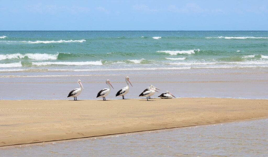 Six pelicans stand and rest on a sandy beach with gentle waves and blue-green sea in the background under a clear sky.