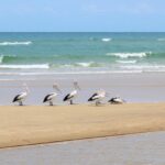 Six pelicans stand and rest on a sandy beach with gentle waves and blue-green sea in the background under a clear sky.