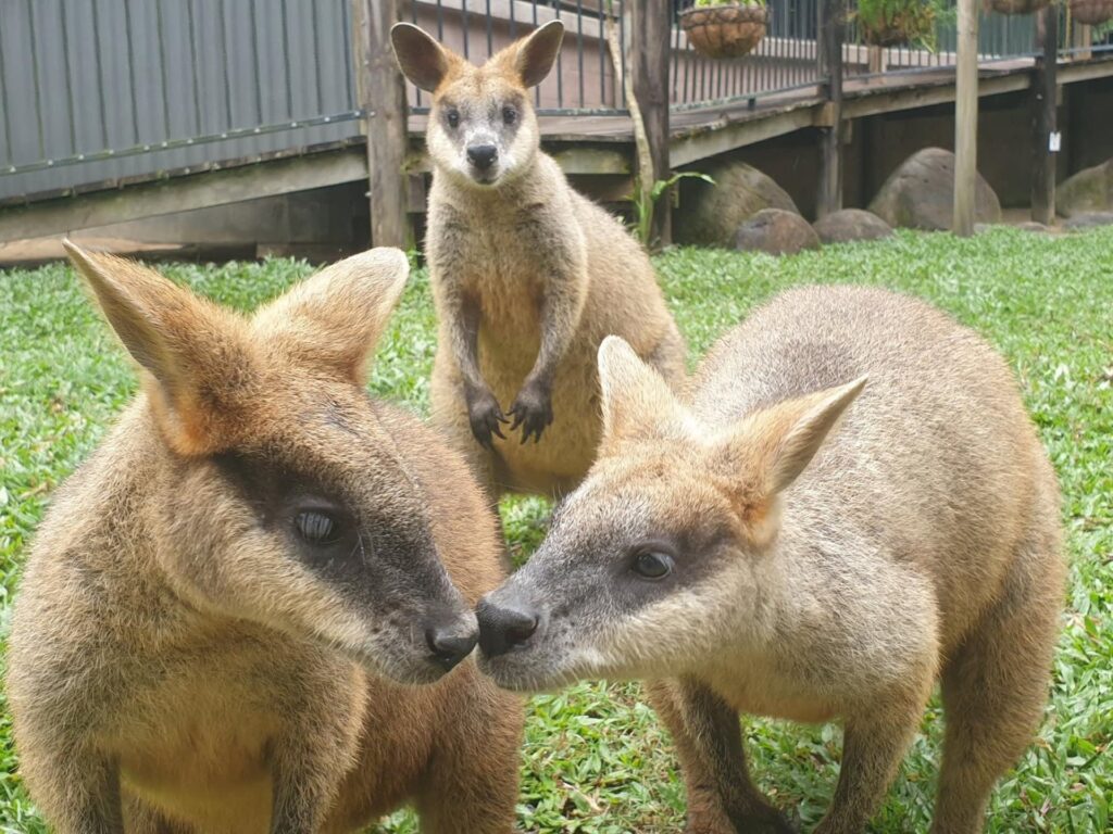 Three wallabies stand on green grass, two in the foreground touching noses and one in the background looking toward the camera, with a wooden structure behind them.