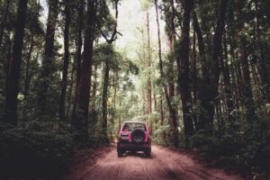 A red SUV drives on a dirt road through a dense forest with tall trees and lush green foliage.