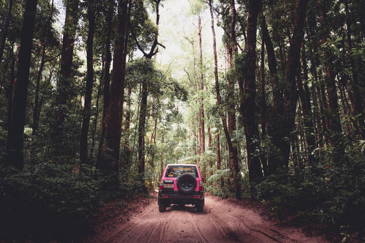 A red SUV drives on a dirt road through a dense forest with tall trees and lush green foliage.