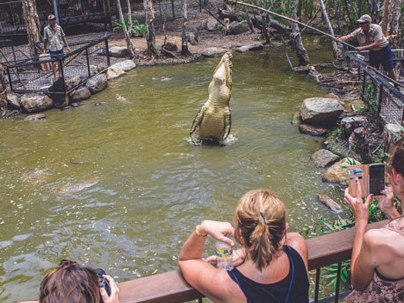 A large crocodile leaps vertically from the water toward a bait held by a zookeeper, while visitors watch and take photos from a viewing platform.