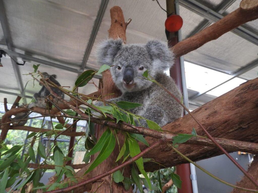 A koala sits on a tree branch indoors, surrounded by eucalyptus leaves, with another koala visible in the background.