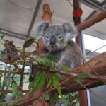 A koala sits on a tree branch indoors, surrounded by eucalyptus leaves, with another koala visible in the background.