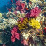 Colorful coral reef with various species of corals, small orange fish, and clear blue water in the background.