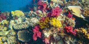 Colorful coral reef with various species of corals, small orange fish, and clear blue water in the background.