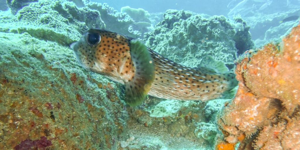 A spotted pufferfish swims near coral and rocks underwater, surrounded by marine vegetation.