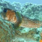 A spotted pufferfish swims near coral and rocks underwater, surrounded by marine vegetation.
