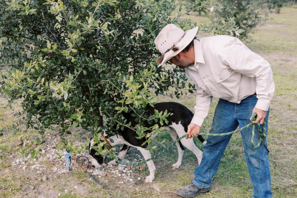 A person in a hat and long-sleeve shirt holds a leash while a black and white dog sniffs the ground under a leafy tree.