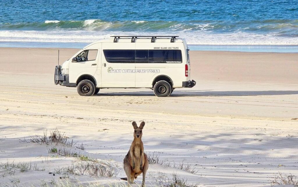 A kangaroo sits on sandy beach grass in the foreground, with a white tour van parked on the beach and the ocean in the background.