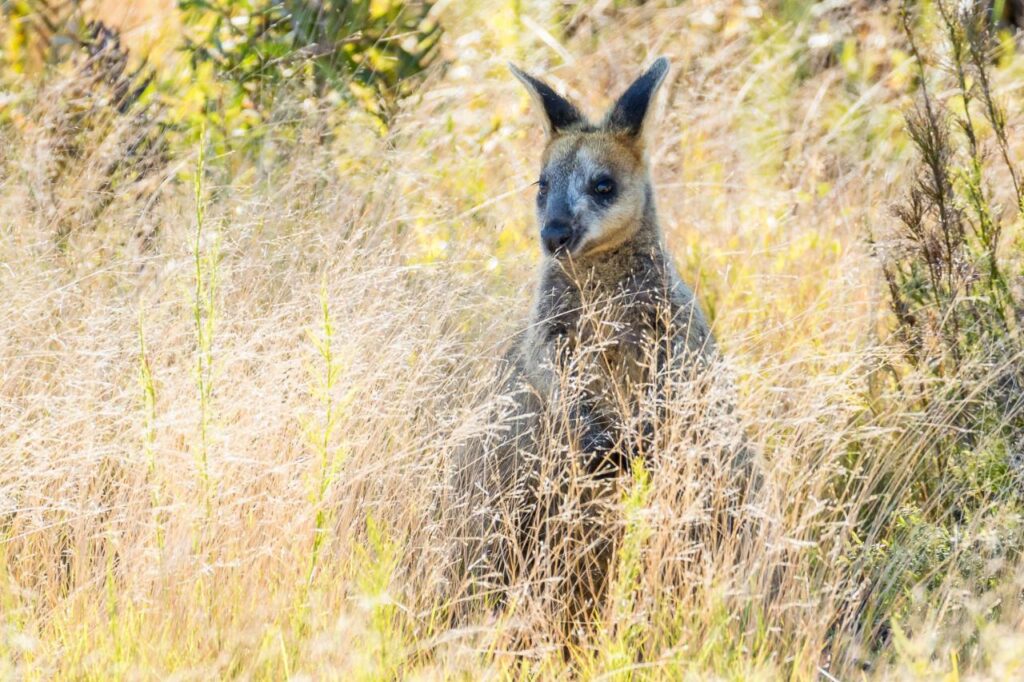 A kangaroo stands partially hidden among tall, dry grasses in a sunlit natural setting.
