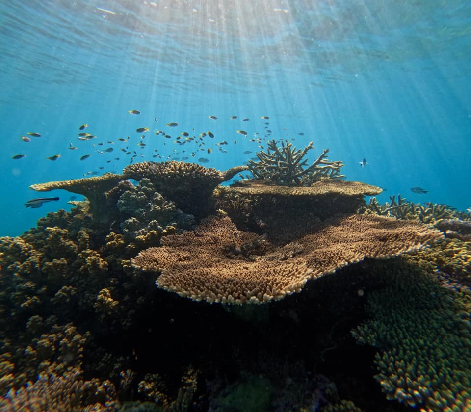 Sunlight streams through clear blue water, illuminating coral formations and small fish swimming above a vibrant coral reef.