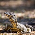 A large lizard with a patterned body and long tail rests on the ground, surrounded by dry leaves and sunlight.