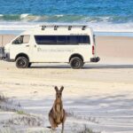 A kangaroo sits on sand in the foreground with a white tour van parked on a beach and the ocean in the background.