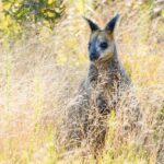 A kangaroo stands partially hidden among tall dry grass and foliage in a sunlit natural setting.