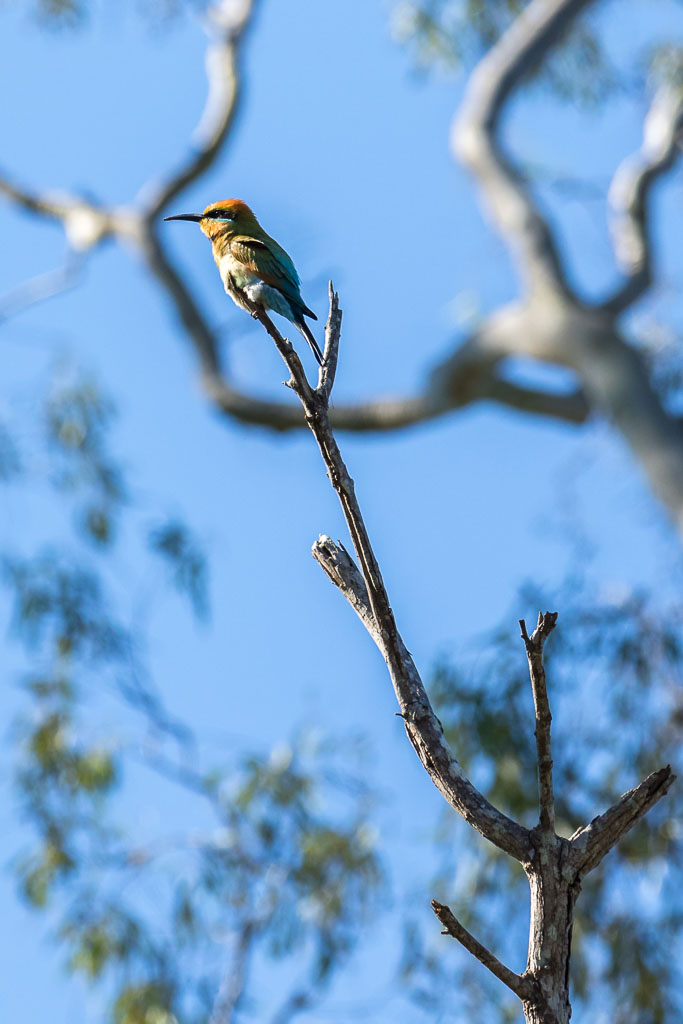 A colorful bird perches on the tip of a bare tree branch against a blue sky with out-of-focus leaves and branches in the background.