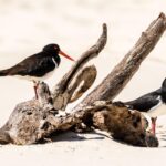 Two black and white oystercatchers with orange beaks stand on and near driftwood on a sandy beach.