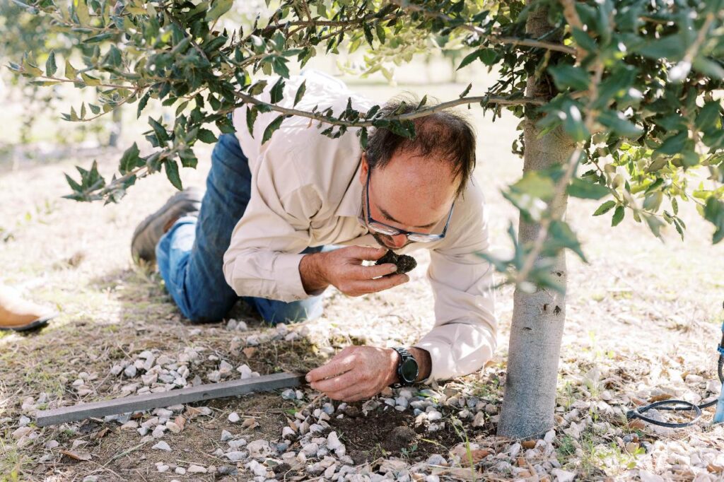 A person kneels on the ground under a tree, closely examining and smelling a small object, possibly a truffle, found in the soil.