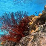 Red sea fan coral grows on a rocky reef in clear blue water, with yellowish coral and several small fish visible in the background.