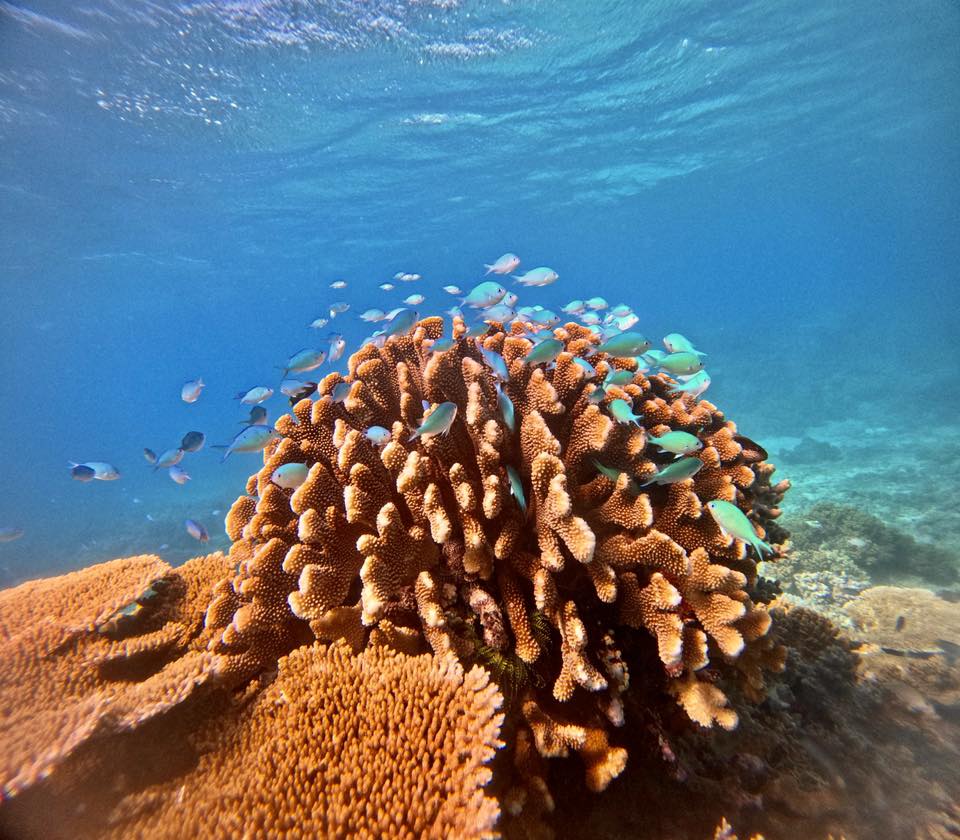 A school of small fish swims around a large, branched coral formation under clear blue water in a tropical ocean.