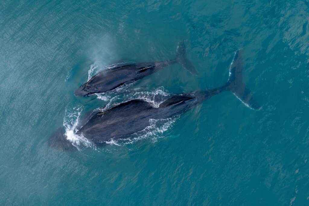 Aerial view of two whales, one large and one smaller, swimming close together at the surface of blue ocean water.
