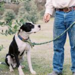 A black and white dog on a green leash sits beside a person in jeans and a light shirt, outdoors near trees. The person is holding something in their hand for the dog.