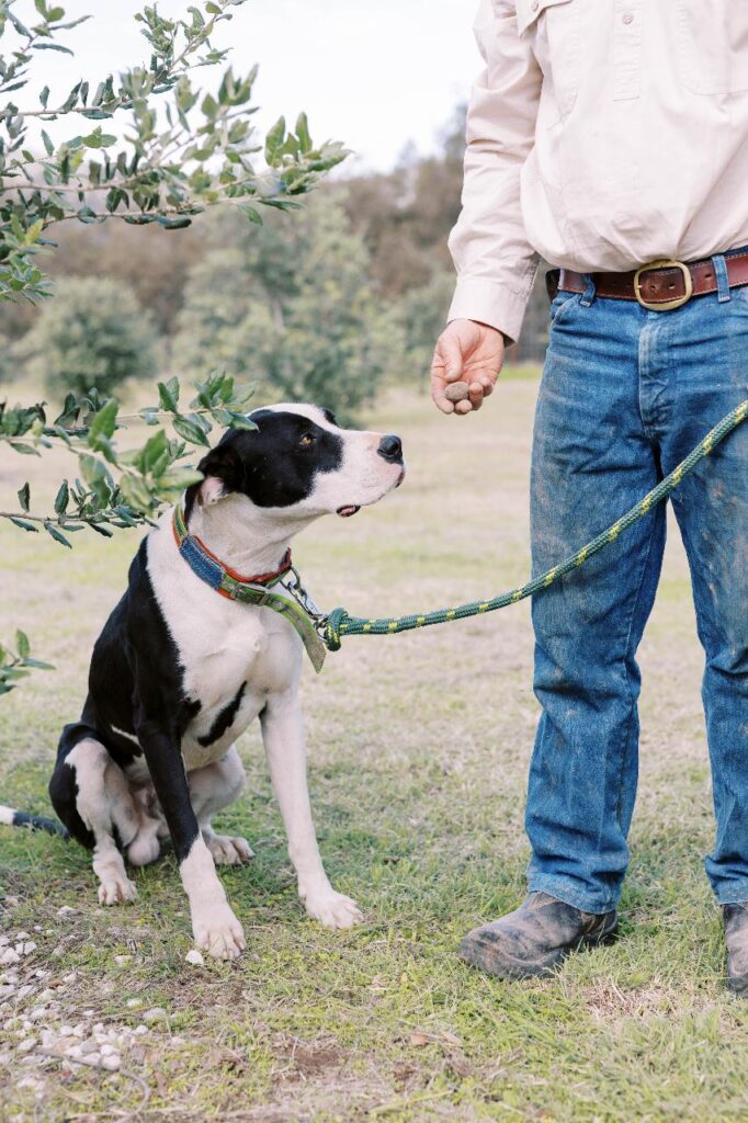 A black and white dog on a green leash sits beside a person in jeans and a light shirt, outdoors near trees. The person is holding something in their hand for the dog.