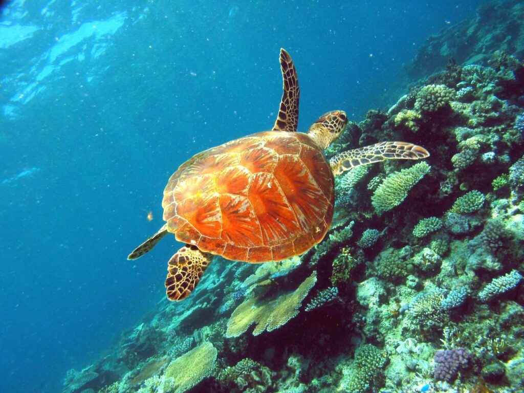 A sea turtle swims above a colorful coral reef in clear blue ocean water.