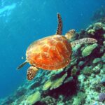 A sea turtle swims above a colorful coral reef in clear blue ocean water.