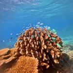 A school of small fish swims around a large coral structure underwater, surrounded by clear blue ocean water and additional coral on the seabed.