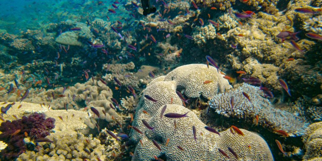 Colorful fish swim among diverse coral formations in a clear underwater scene, showcasing a vibrant coral reef ecosystem.