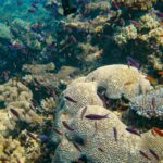 Colorful fish swim among diverse coral formations in a clear underwater scene, showcasing a vibrant coral reef ecosystem.