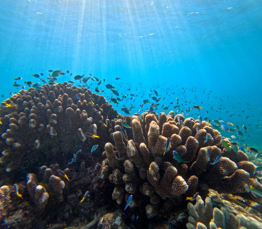 Sunlight filters through clear water onto coral reefs with numerous small fish swimming around the coral in an underwater scene.