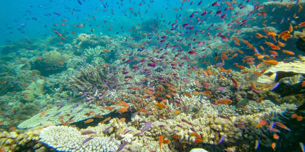 A vibrant coral reef underwater scene with many small orange and purple fish swimming among diverse corals.