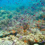 A vibrant coral reef underwater scene with many small orange and purple fish swimming among diverse corals.