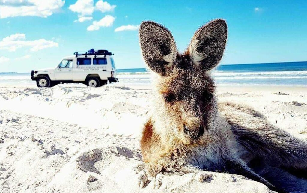 A kangaroo lies on a sandy beach with a white off-road vehicle parked in the background near the shoreline under a blue sky.
