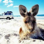 A kangaroo lies on a sandy beach with a white off-road vehicle parked in the background near the shoreline under a blue sky.