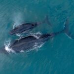 Aerial view of two whales, likely a mother and calf, swimming close together near the surface of blue-green ocean water.