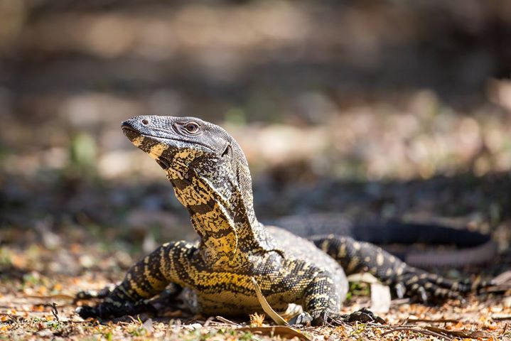 A large lizard, likely a monitor lizard, rests on the ground with its head raised and body stretched out on a sunlit, earthy surface.