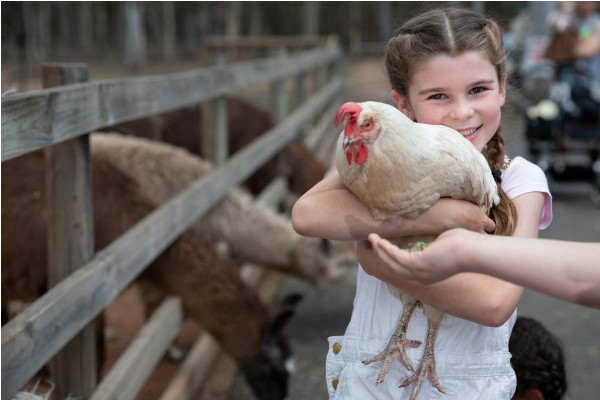 A girl smiles while holding a white chicken in her arms at an outdoor animal enclosure, with other animals visible in the background.