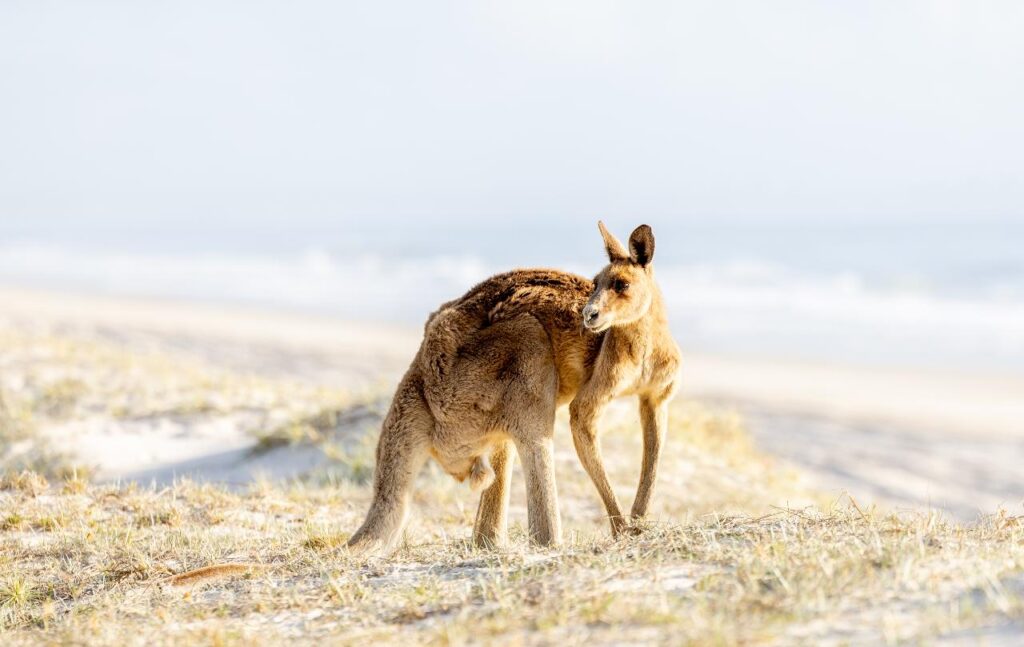 A kangaroo stands on sandy grass near a beach, looking back over its shoulder with the ocean and sky in the background.
